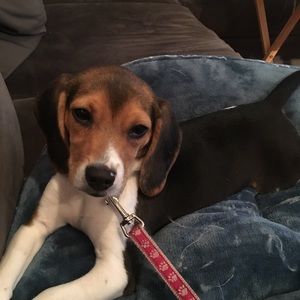 Meet your Posher, Amelia